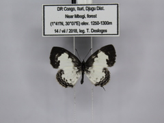 Tuxentius margaritaceus