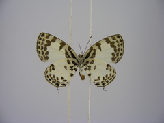 Tuxentius margaritaceus
