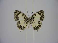 Tuxentius margaritaceus