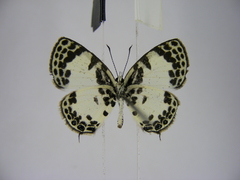 Tuxentius margaritaceus
