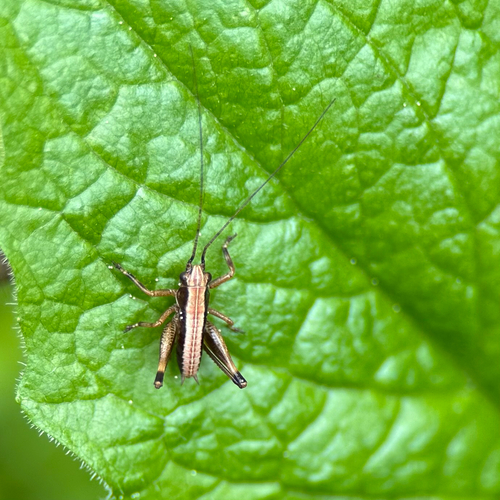 Gewöhnliche Strauchschrecke