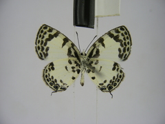 Tuxentius margaritaceus