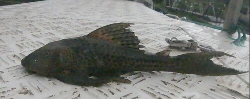 Suckermouth catfish (Hypostomus plecostomus) — Loricariidae — 3