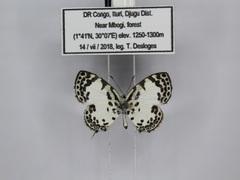 Tuxentius margaritaceus