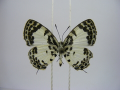 Tuxentius margaritaceus