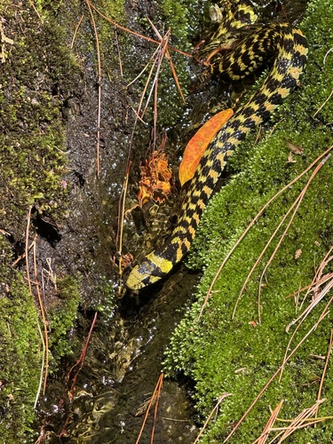 Taiwan tiger keelback
