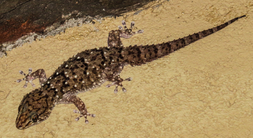 Fischer's Thick-toed Gecko