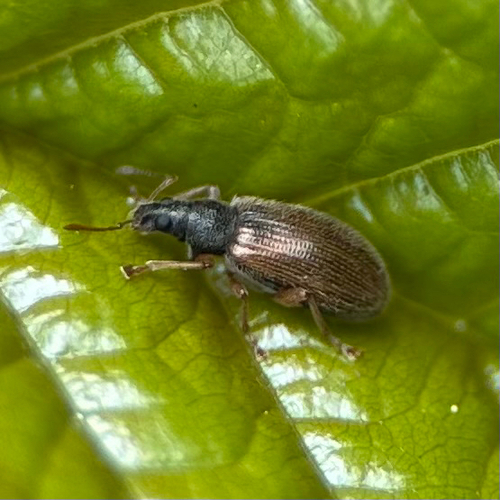 Zweifarbiger Schmalbauchrüssler