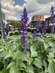 Salvia