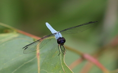 Brachydiplax duivenbodei