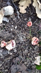 Russula mexicana