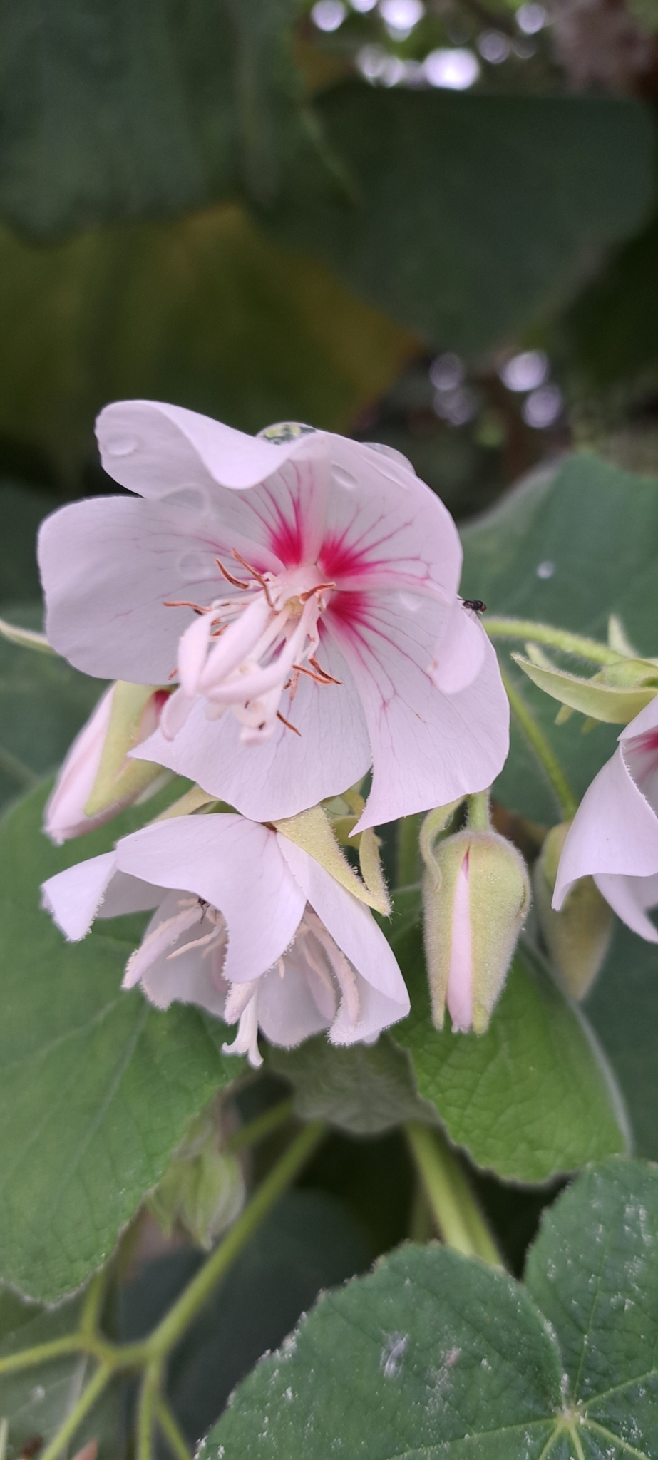 Imagem de Dombéia-rosa