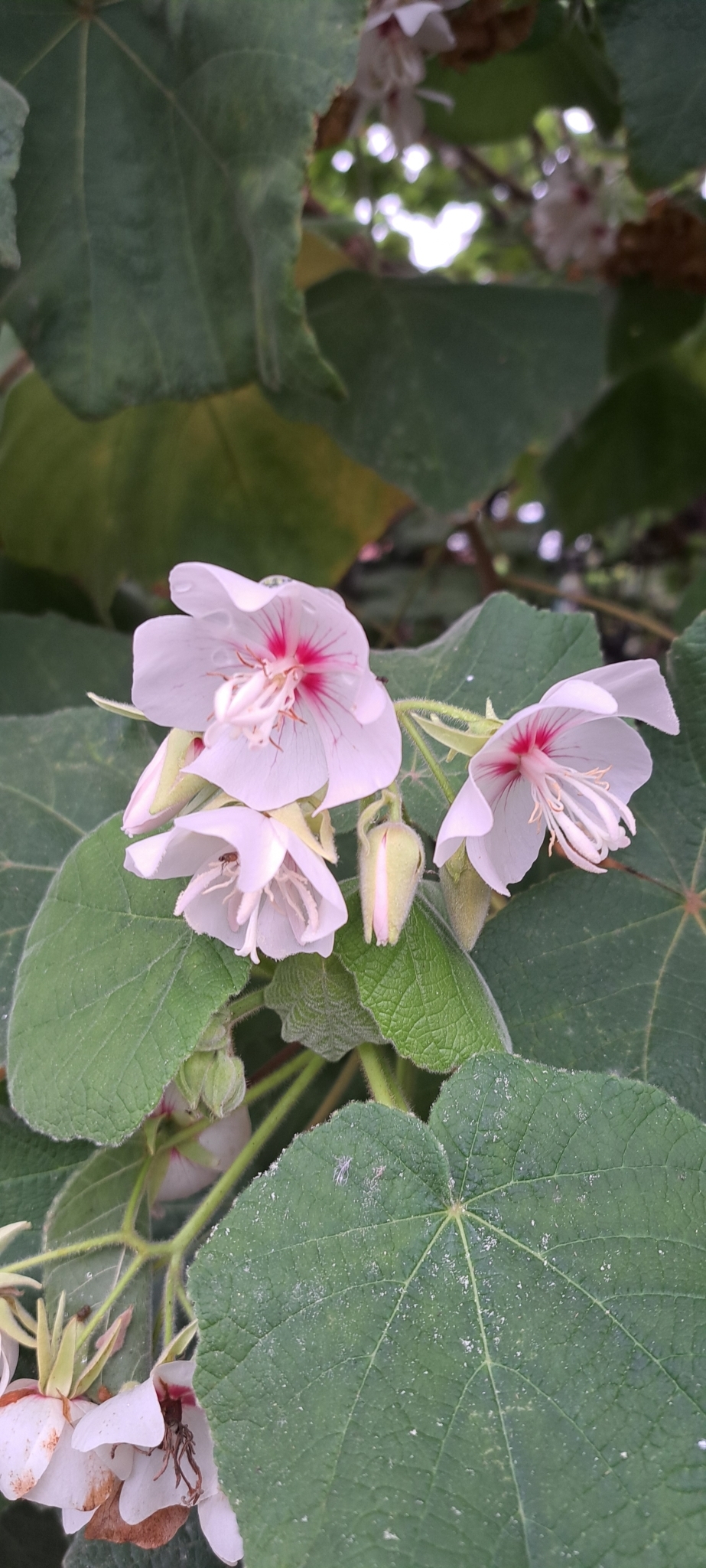 Imagem de Dombéia-rosa