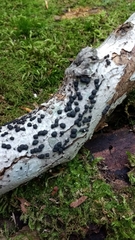 Jackrogersella cohaerens