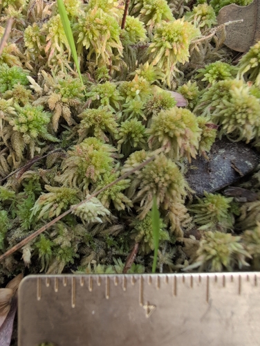 Sphagnum bartlettianum, 2025-04-24
