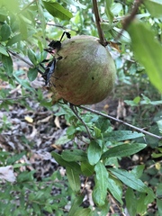 Leptoglossus zonatus