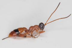 Gelis melanocephalus