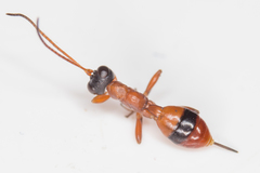 Gelis melanocephalus