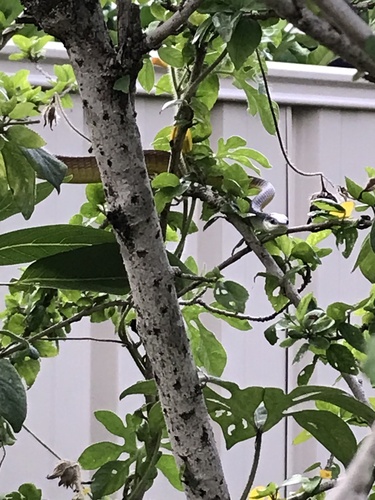 Common Tree Snake sighting