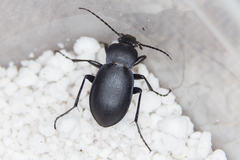 Carabus convexus