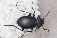 Carabus convexus