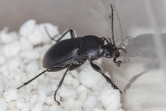 Carabus convexus