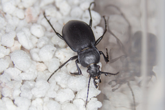 Carabus convexus