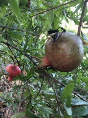 Leptoglossus zonatus