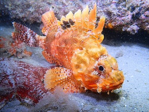 Scorpaena sumptuosa Castelnau, 1875