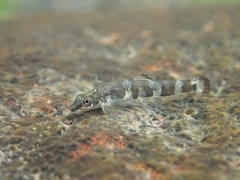 Liniparhomaloptera disparis