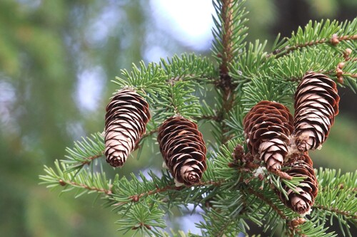 Picea × fennica (Picea × fennica)
