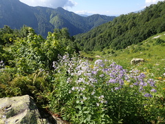 Campanula lactiflora