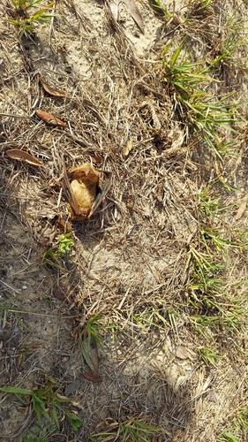 Northern Yellow Bat (Lasiurus intermedius)