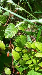 Rubus