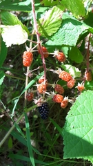 Rubus