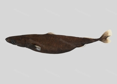 Smalleye Pygmy Shark photo 4