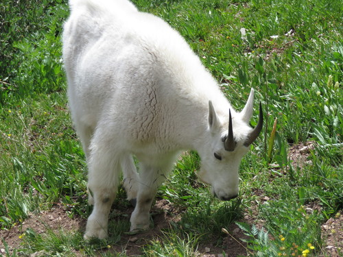 Mountain Goat photographed in Colorado