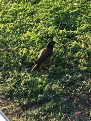 Acridotheres tristis