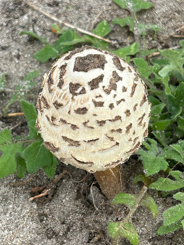 Chlorophyllum brunneum · April 2025 · photo: © colibri87 (iNaturalist, cc-by-sa)