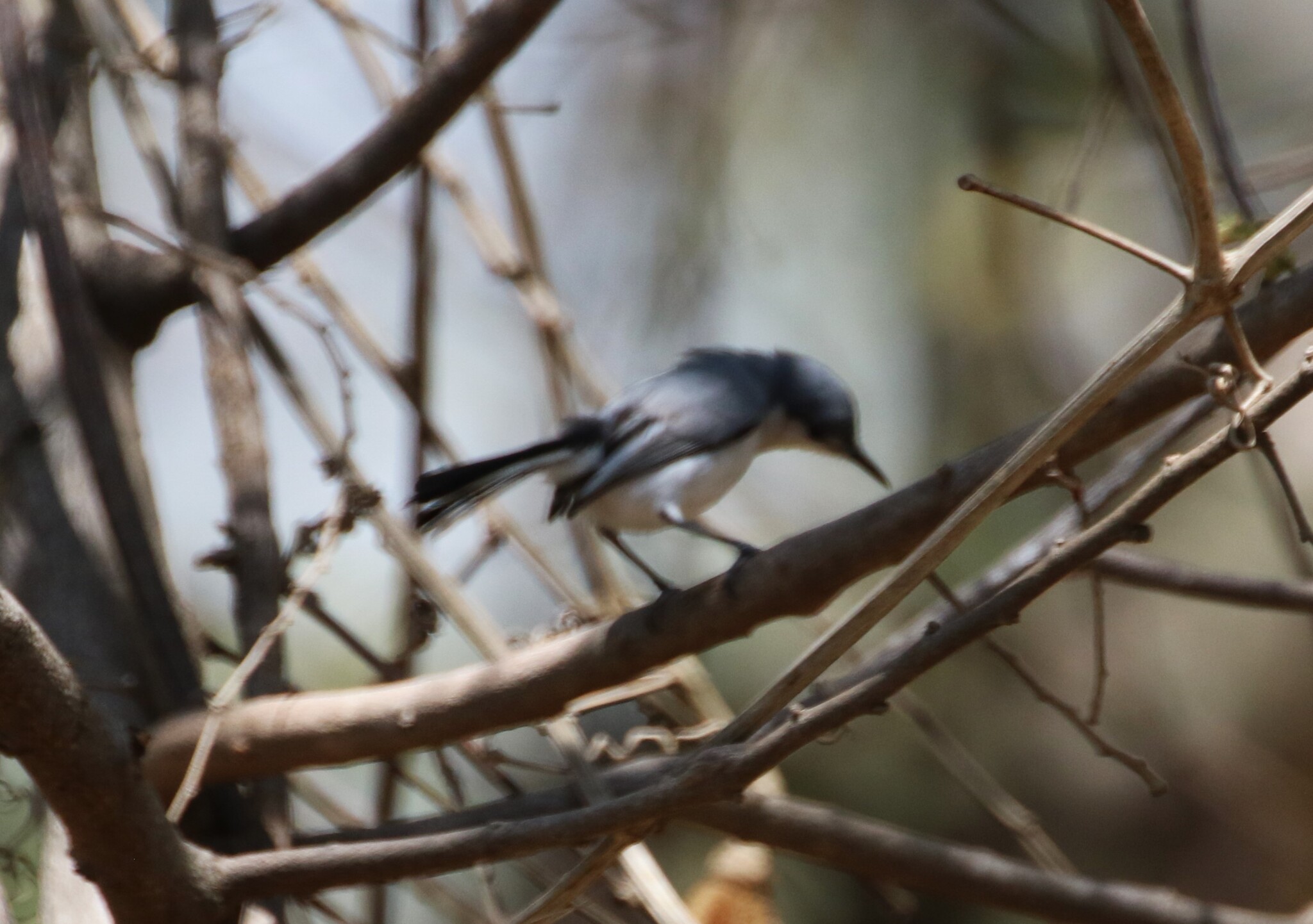 White-lored Gnatcatcher (Polioptila albiloris), photo 9