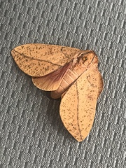 Syssphinx bisecta