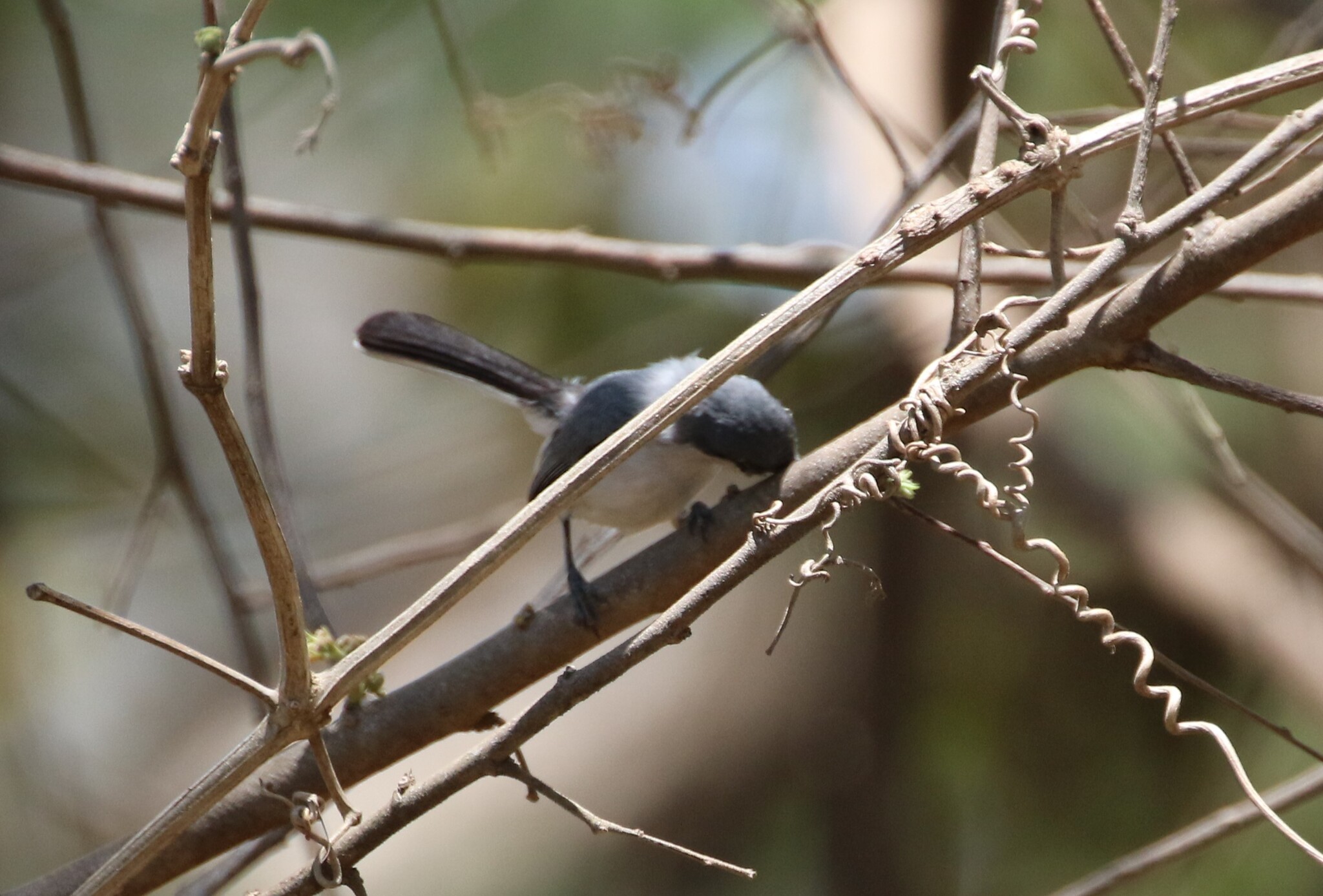 White-lored Gnatcatcher (Polioptila albiloris), photo 10