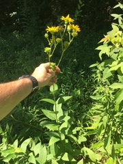 Silphium asteriscus latifolium