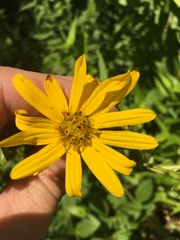 Silphium asteriscus latifolium