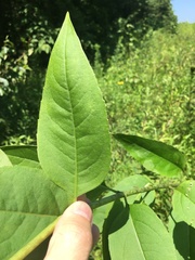 Silphium asteriscus latifolium