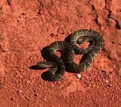 Bothrops moojeni