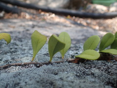 (c) Rex Leung, some rights reserved (CC BY) Pyrrosia adnascens, photograph (c) Rex Leung, some rights reserved (CC BY)