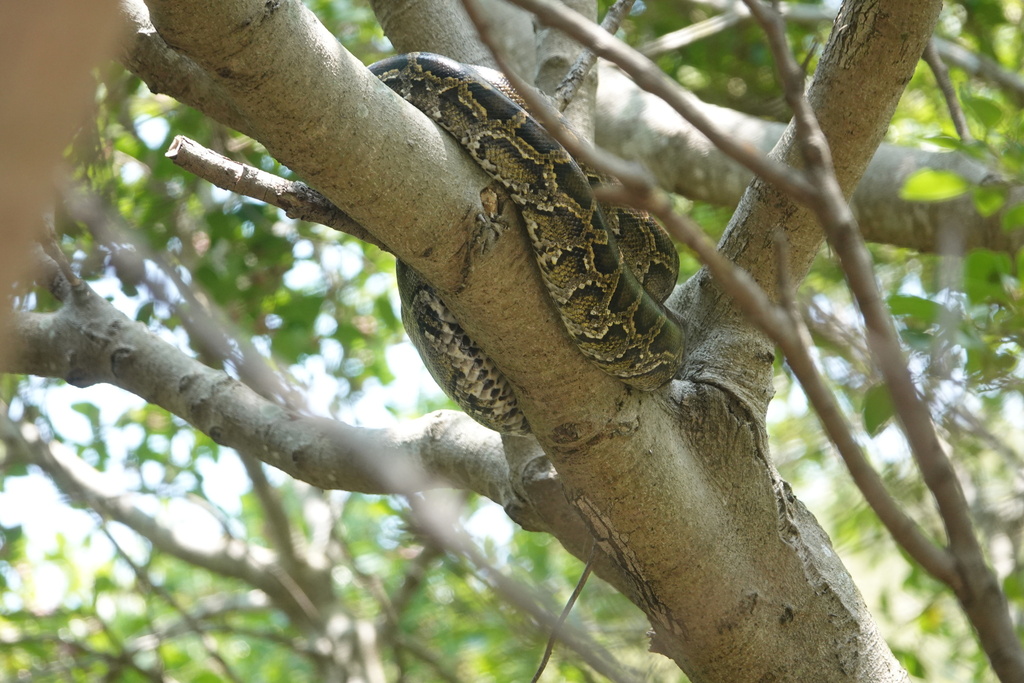 Burmese Python in April 2025 by Rex Leung · iNaturalist
