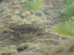 Liniparhomaloptera disparis