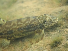 Liniparhomaloptera disparis